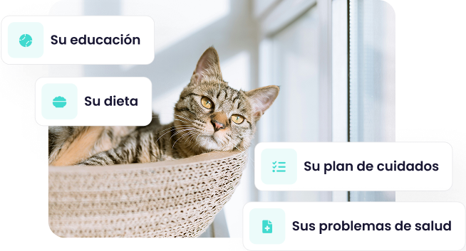 Captura de pantalla de la app Maskots mostrando la sección 'Consejos'. Hay una foto de un gato atigrado y etiquetas con temas como 'Su educación', 'Su dieta' y 'Su plan de cuidados'.