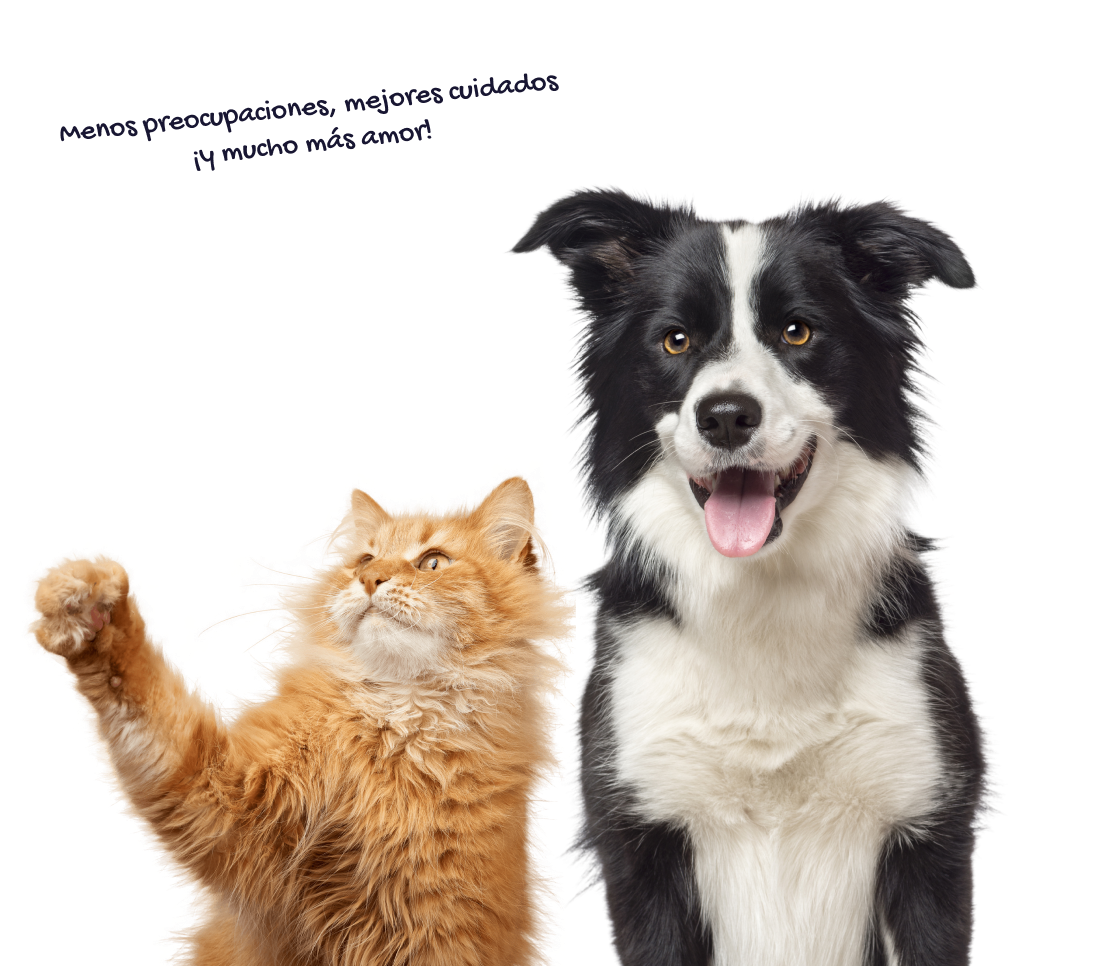 Un perro Border Collie sonriente y un gato atigrado mirando hacia arriba, con una burbuja de diálogo que dice 'Menos preocupaciones, mejores cuidados ¡y mucho más amor!' sobre ellos.