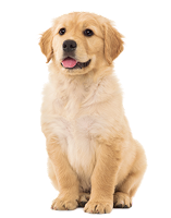 Realistic golden retriever puppy