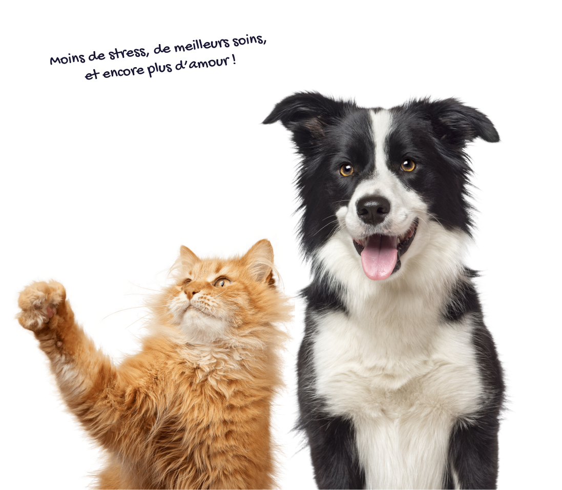 A smiling Border Collie dog and a tabby cat looking up, with a speech bubble above them that says 'Less worries, better care, and so much more love!