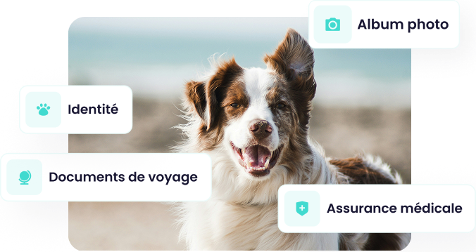 Screenshot of the 'Profile' section of the Maskots app, showing a Border Collie with overlaid labels indicating 'Photo album', 'Identity', 'Travel documents', and 'Health insurance'.
